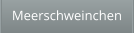 Meerschweinchen