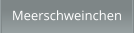 Meerschweinchen